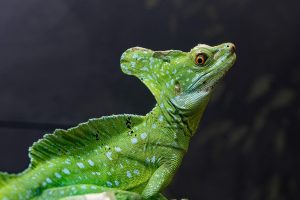 El zoológico de Córdoba se adapta a las personas con discapacidad visual severa